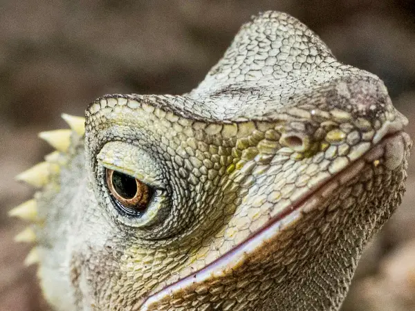 Dragon lizard (Katoomba)