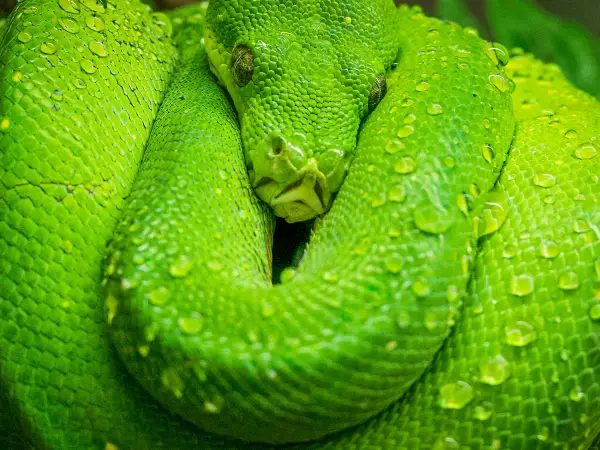Green tree python (Katoomba)