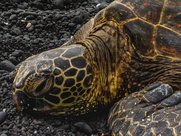 Hawaii — Turtle Beach