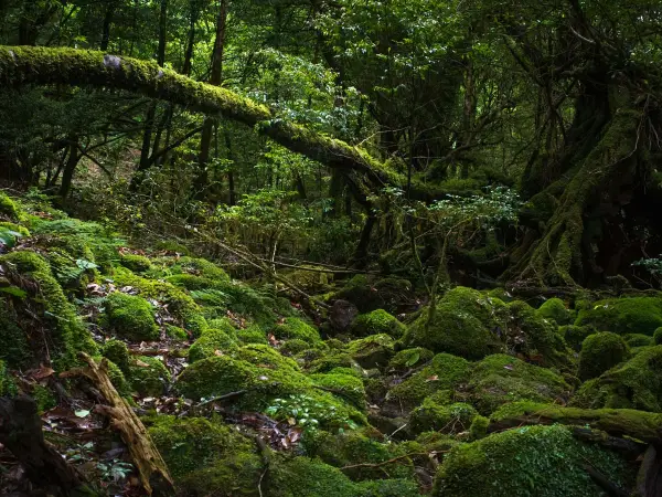 Forest trail, Yakushima