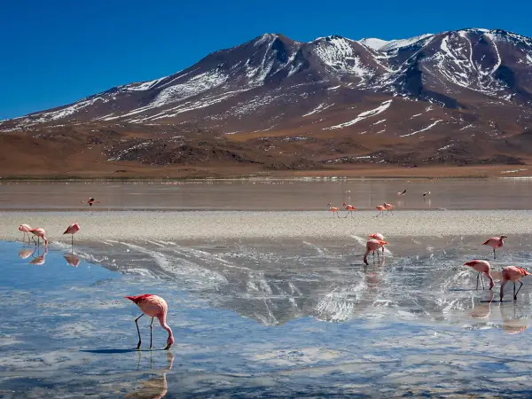 South America — Flamingos