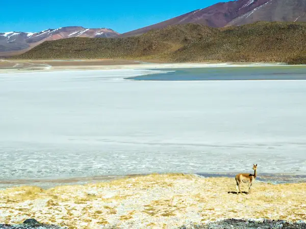 South America — Guanaco