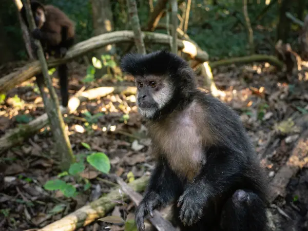 South America — Iguazu Monkeys