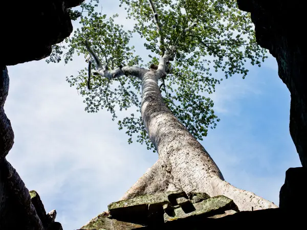 Tree (view through ruins at Angkor)