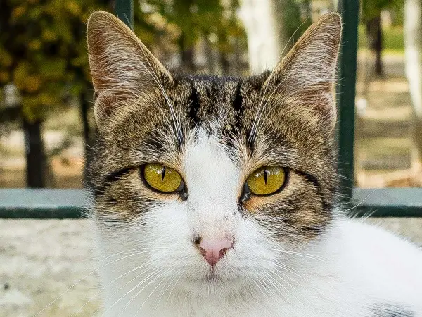 Turkey — Street Cat
